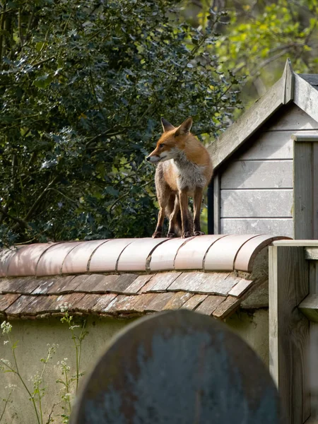 Red Fox Vulpes Vulpes Single Fox Building Roof Warwickshire May — Stock Photo, Image
