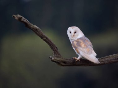Ahır baykuşu, Tyto Alba, tek bir kuş, Leicestershire, Mayıs 2023 