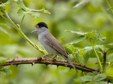 Blackcap, Sylvia atricapilla, şubede bekar erkek, Warwickshire, Mayıs 2023