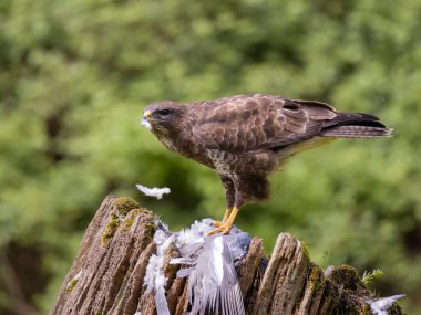 Yaygın akbaba Buteo buteo, ağaç gövdeli güvercin avı, Leicestershire, Mayıs 2023