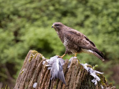 Yaygın akbaba Buteo buteo, ağaç gövdeli güvercin avı, Leicestershire, Mayıs 2023