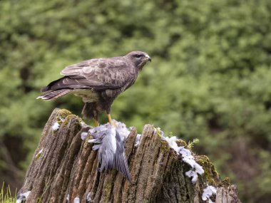 Yaygın akbaba Buteo buteo, ağaç gövdeli güvercin avı, Leicestershire, Mayıs 2023