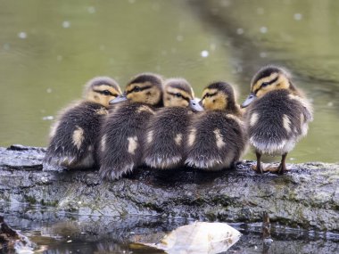 Mallard, Anas platyrhynchos, su kenarındaki yavru ördekler, Warwickshire, Mayıs 2023