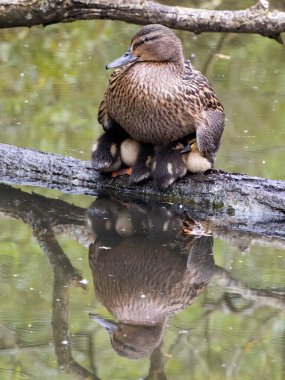 Mallard, Anas platyrhynchos, genç bir kadın, Warwickshire, Mayıs 2023