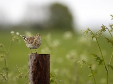 Skylark, Alauda arvensis, kışlada tek kuş, Wiltshire, Mayıs 2023