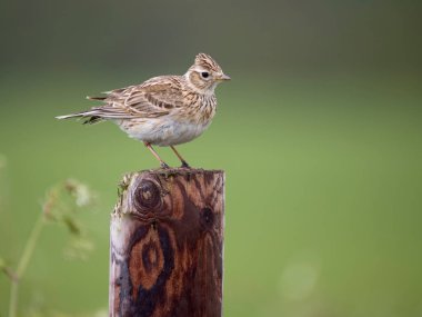 Skylark, Alauda arvensis, kışlada tek kuş, Wiltshire, Mayıs 2023