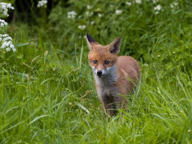 Kızıl Tilki, Vulpes vulpes, çimenli tek yavru, Buckinghamshire, Mayıs 2023