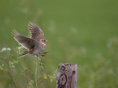 Skylark, Alauda arvensis, uçan tek kuş, Wiltshire, Mayıs 2023