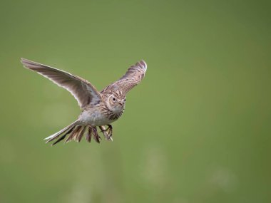 Skylark, Alauda arvensis, uçan tek kuş, Wiltshire, Mayıs 2023