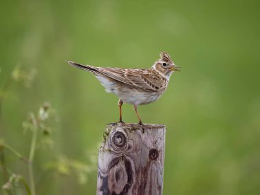 Skylark, Alauda arvensis, kışlada tek kuş, Wiltshire, Mayıs 2023