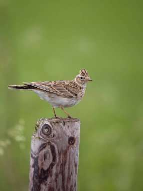Skylark, Alauda arvensis, kışlada tek kuş, Wiltshire, Mayıs 2023