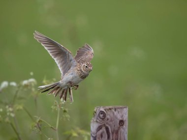 Skylark, Alauda arvensis, uçan tek kuş, Wiltshire, Mayıs 2023