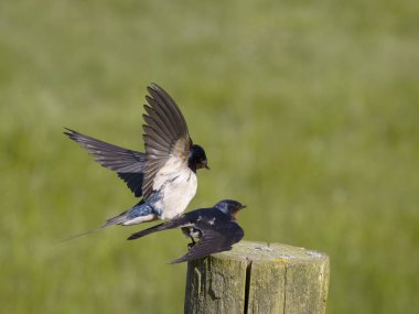 Kırlangıç, Hirundo rustica, iki kuş çiftleşmesi, Yorkshire, Mayıs 2023