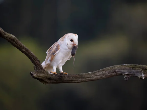 Barn Owl Tyto Alba Single Bird Branch Leicestershire Mayo 2023 — Foto de Stock
