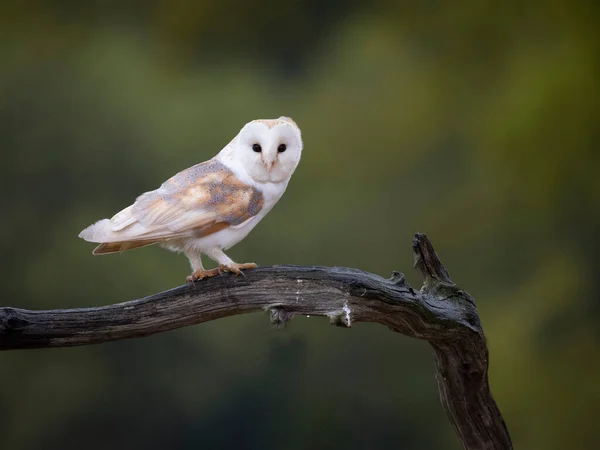 Barn Owl Tyto Alba Single Bird Branch Leicestershire May 2023 — стокове фото