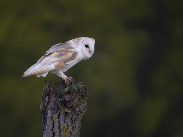 Barn Owl Tyto Alba Single Bird Branch Estestershire May 2023 — 스톡 사진