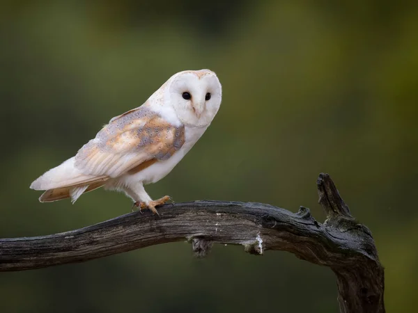 Barn Owl Tyto Alba Single Bird Branch Leicestershire Mayo 2023 —  Fotos de Stock
