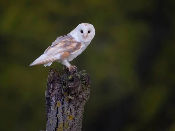 Barn Owl Tyto Alba Single Bird Branch Leicestershire May 2023 — Stock Photo, Image