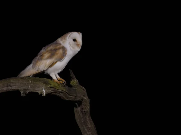 Ahır Baykuşu Tyto Alba Tek Bir Kuş Leicestershire Mayıs 2023 — Stok fotoğraf