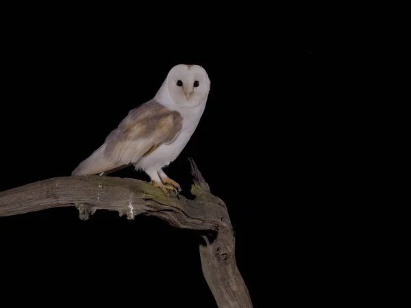 Barn Owl Tyto Alba Single Bird Branch Leicestershire May 2023 — 图库照片