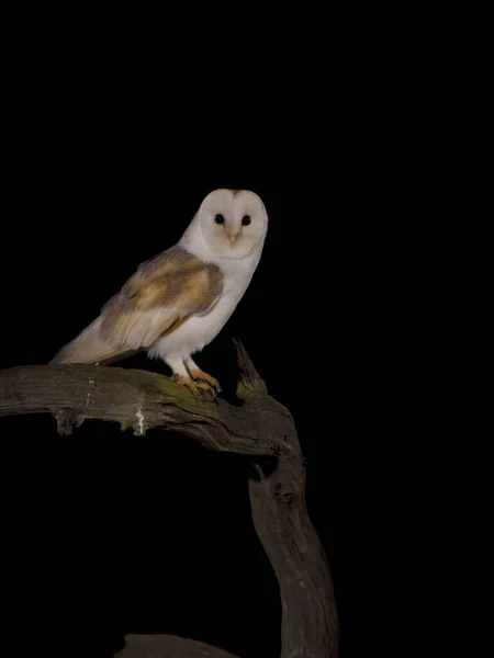 Barn Owl Tyto Alba Single Bird Branch Leicestershire Mayo 2023 — Foto de Stock