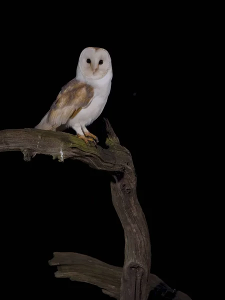 Barn Owl Tyto Alba Single Bird Branch Leicestershire May 2023 — Stock Photo, Image
