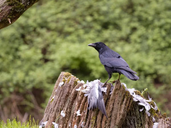 Carrion Crow Corvus Corone Single Bird Stump Wood Pigeon Prey — Stock Photo, Image