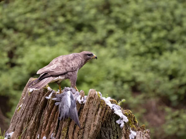 Myszołów Zwyczajny Buteo Buteo Samotny Ptak Kikucie Łupem Gołębia Leśnego — Zdjęcie stockowe