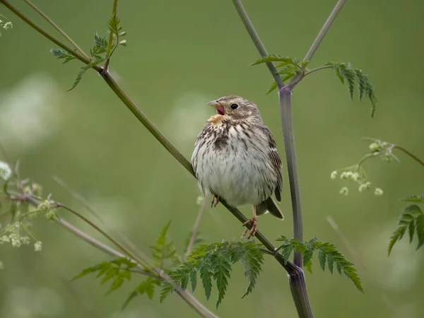 Bruant Maïs Emberiza Calandra Oiseau Unique Sur Branche Wiltshire Mai — Photo
