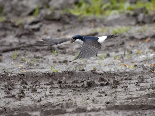 House Martin Delichon Urbicum Single Bird Collecting Mud Warwickshire Květen — Stock fotografie