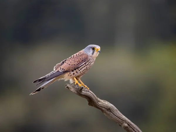 Common Kestrel Falco Tinnunculus Single Male Branch May 2023 — Stock Photo, Image