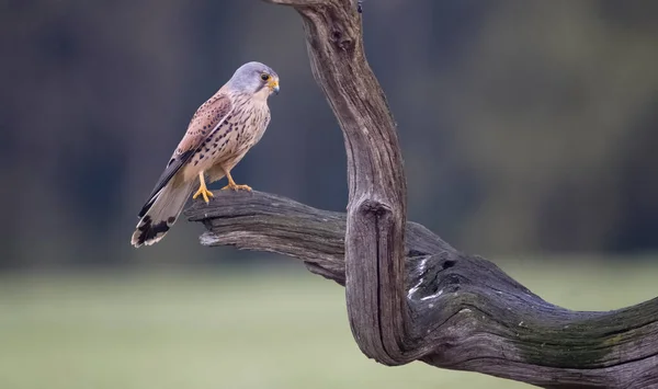 Turmfalke Falco Tinnunculus Einzelnes Männchen Auf Ast Mai 2023 — Stockfoto