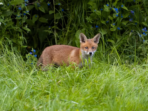 Red Fox Vulpes Vulpes Single Cub Grass Buckinghamshire May 2023 — стоковое фото