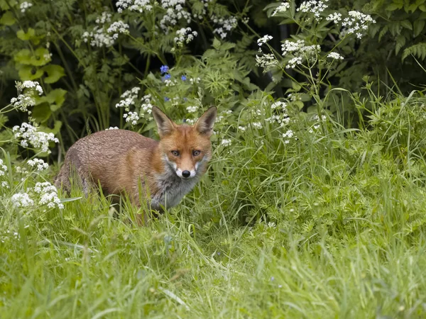 Red Fox Vulpes Vulpes Single Male Grass Buckinghamshire May 2023 — стоковое фото