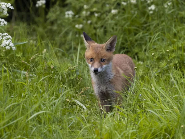 Κόκκινη Αλεπού Vulpes Vulpes Ενιαίο Νεογνό Στο Γρασίδι Buckinghamshire Μάιος — Φωτογραφία Αρχείου