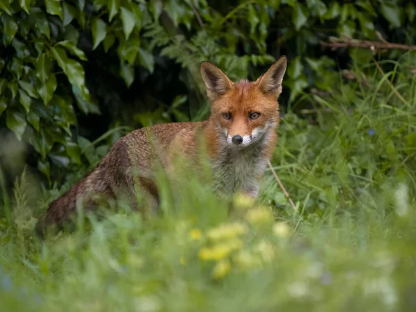 Red Fox Vulpes Vulpes Single Female Grass Buckinghamshire May 2023 — Stock Photo, Image
