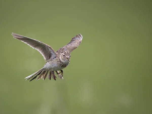 Skylark Alauda Arvensis Single Bird Flight Wiltshire May 2023 — стокове фото