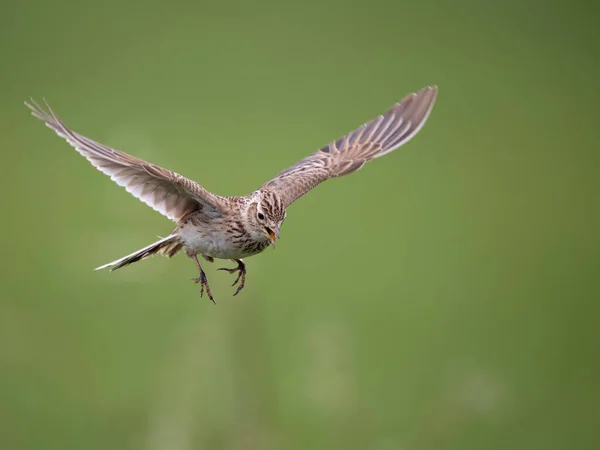 Feldlerche Alauda Arvensis Einzelner Vogel Flug Wiltshire Mai 2023 — Stockfoto