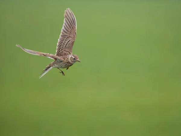 Skylark Alauda Arvensis Uccello Single Volo Wiltshire Maggio 2023 — Foto Stock