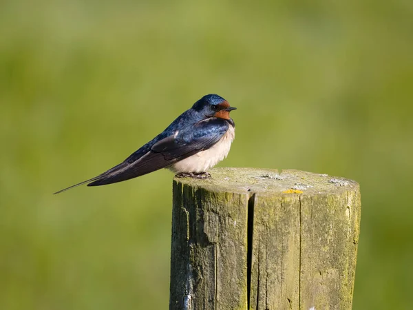 Swallow Hirundo Rustica Pasăre Singură Post Yorkshire Mai 2023 — Fotografie, imagine de stoc