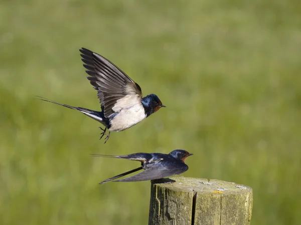 Swallow Hirundo Rustica Two Birds Mating Post Yorkshire May 2023 — Stock Photo, Image