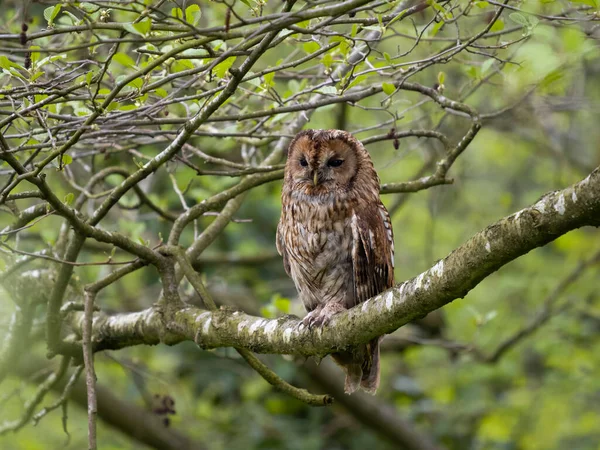 Tawny Owl Strix Aluco Ave Soltera Descansando Rama Warwickshire Mayo —  Fotos de Stock