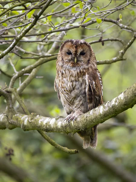 Tawny Owl Strix Aluco Single Bird Rooting Branch Warwickshire May — 스톡 사진