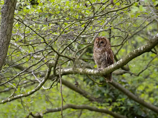 Tawny Owl Strix Aluco Ave Soltera Descansando Rama Warwickshire Mayo —  Fotos de Stock