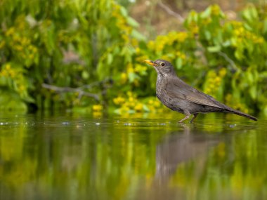 Blackbird, Turdus merula, Bulgaristan, Haziran 2023