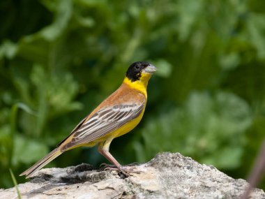 Siyah başlı kiraz kuşu, Emberiza melanocephala, Bulgaristan şubesindeki bekar erkek, Haziran 2023