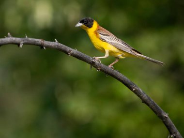 Siyah başlı kiraz kuşu, Emberiza melanocephala, Bulgaristan şubesindeki bekar erkek, Haziran 2023