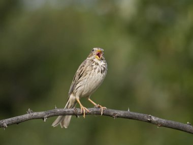 Mısır kiraz kuşu, Emberiza calandra, Bulgaristan, Haziran 2023