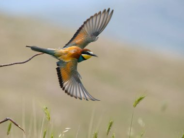 Avrupa arı yiyici, Merops apiaster, uçuşan tek kuş, Bulgaristan, Haziran 2023