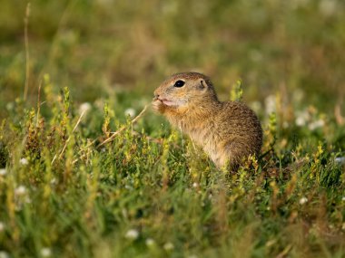 Avrupa yer sincabı veya Avrupalı souslik, Spermophilus citellus, Bulgaristan, Haziran 2023